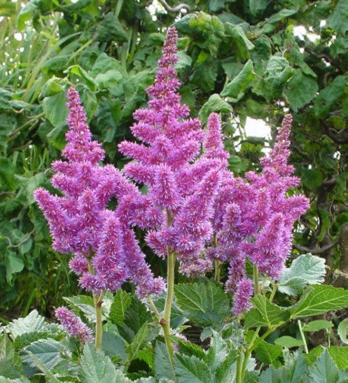 astilbe chinensis little vision in purple